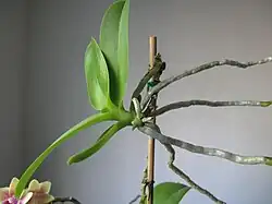 A keiki plantlet at the apex of a Phalaenopsis orchid, ready to be cut and planted