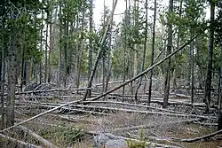 Lodgepole pine forest in 1965 with numerous dead trees on the ground