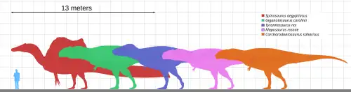 Size comparison of the largest theropods, Spinosaurus, Carcharodontosaurus, Tyrannosaurus, Mapusaurus, and Giganotosaurus, with colored silhouettes corresponding to and representing each.