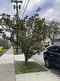 A hardy southern magnolia growing in Ithaca, NY.