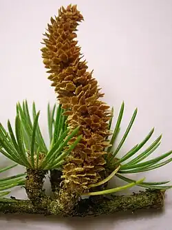 Male cone of cedar of Lebanon