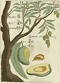 A plate from Michał Boym's Flora Sinensis (1656), the first description of an ecosystem of the Far East published in Europe[284]