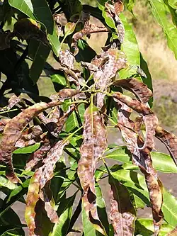 Powdery mildew causing leaf blight