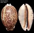 Mauritia arabica