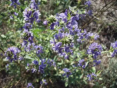 M. sativa