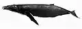 Humpback whale illustration with an overall dark coloration, white underbelly, a robust body, and a small, stunted dorsal fin