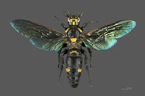 Megascolia procer, a giant solitary species from Java in the Scoliidae. This specimen's length is 77&nbsp;mm (3.0&nbsp;in) and its wingspan is 115&nbsp;mm (4.5&nbsp;in).[b][14]