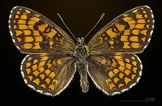 Male