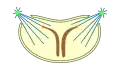 semiopen , pleuromitosis