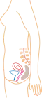 Relative size in 1st month (simplified illustration)