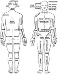 Older set of terminology shown in Parts of the Human Body: Posterior and Anterior View from the 1933 edition of Sir Henry Morris' Human Anatomy. See also List of human anatomical regions § Deprecated or older regions.