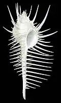 club shape - Venus Comb Murex