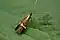 Nemophora degeerella