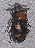 American burying beetle, an endangered species of insect