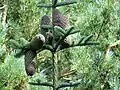 Noble fir Abies procera, with five heavy (20&nbsp;cm, approx 0.5&nbsp;kg each) seed cones