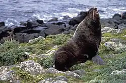 Brown seal
