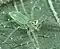 Onomastus.kanoi.female.-.tanikawa
