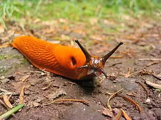 A red slug, clearly showing the pneumostome