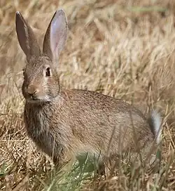 A brown rabbit with raised ears sitting in dry grass
