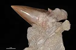 A brown shark toothed with top part lodged in a rock