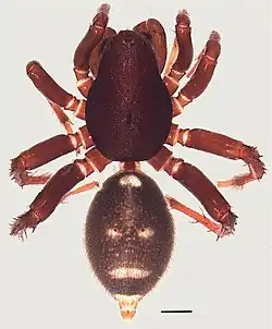 male Palindroma morogorom