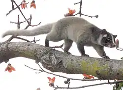 Gray viverrid