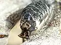 Close up of the hardened sphragis extruding 2 to 3&nbsp;mm behind the abdomen of Parnassius