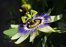 Very complexly-shaped white, purple, and green flower