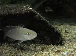 Perissodini (E): Perissodus microlepis, a specialized scale-eating species[58]