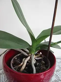 Monopodial: Phalaenopsis growing up from a single point