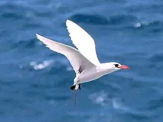 hovering/flying backwards