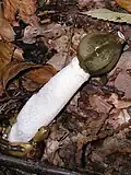 A stinkhorn, Phallus impudicus