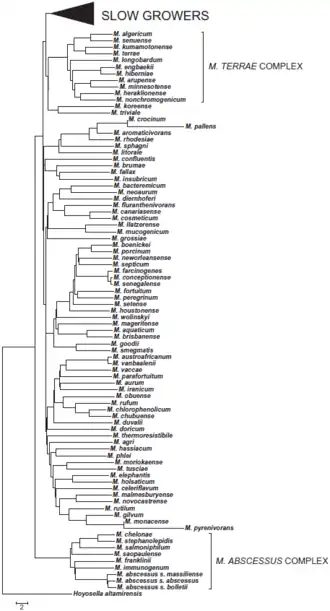 Phylogenetic tree of rapidly-growing members of the Mycobacterium genus, alongside the M. terrae complex[40]