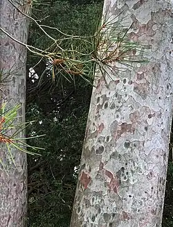Some species, like Pinus bungeana, have thin bark.