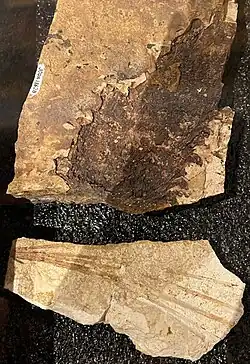 Fossil cone and needles of Pinus johndayensis, Oligocene, 33 mya