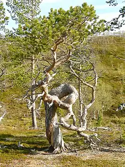 Most northerly: Pinus sylvestris in Stabbursdalen National Park, Norway, at 70° North