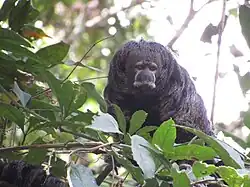 Black monkey