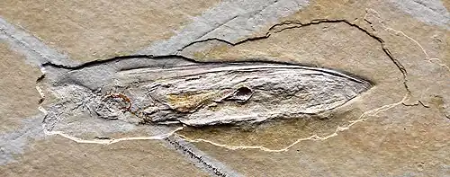 Fossil Plesioteuthis from the Tithonian (c. 150 Mya, upper Jurassic), Solnhofen, Germany