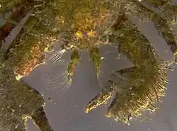 Porcelain crabs are filter feeders, using feathery bristles on their mouthparts.