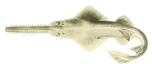 Sawfish, rays with long rostrums resembling a saw. All species are now endangered.[322]