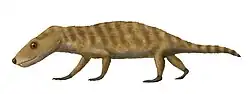 Chiniquodon theotonicus