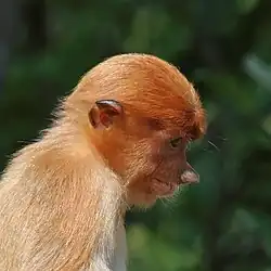 Juvenile