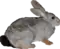 Grey rabbit with black tail