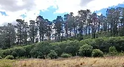 Pinus radiata (radiata or Monterey pine) is an invasive species in Australia (pictured), New Zealand, and South Africa.