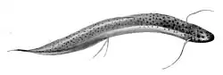 Spotted lungfish Protopterus dolloi