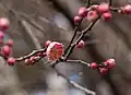 "Peggy Clarke" plum blossoms