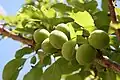 Unripe fruit