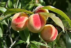 Fruits on tree