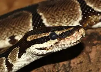 The ball python, formerly a common species, had become near-threatened as a result of illegal trade and poaching.
