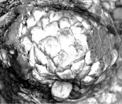 Quercus hiholensis acorn, Langhian age (Middle Miocene), Washington State, US (c. 15 mya)